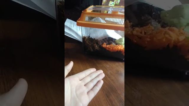 Целый обзор на предметы для ахатин смотреть онлайн