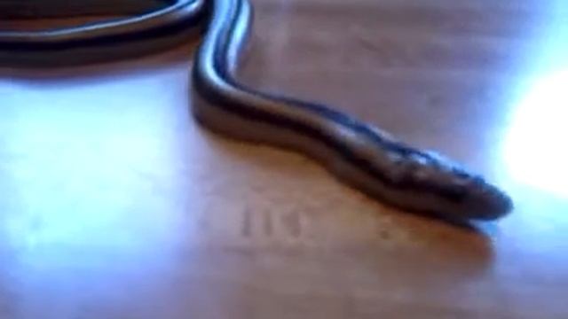 Meet LoLa - Mexican Rosy Boa смотреть онлайн