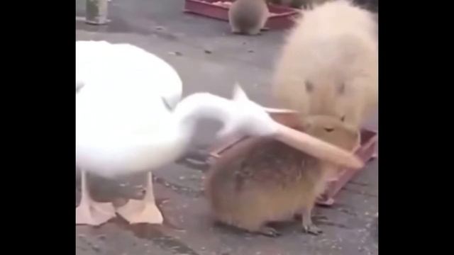 Goofy Ahh Pelican смотреть онлайн