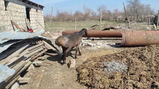гисарский баран... 2 года смотреть онлайн