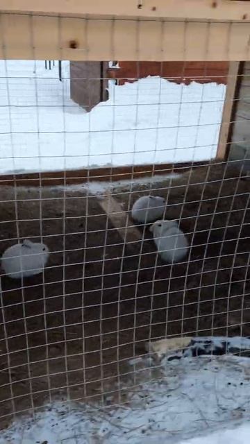 Заяц! Ну, погоди!#shorts смотреть онлайн