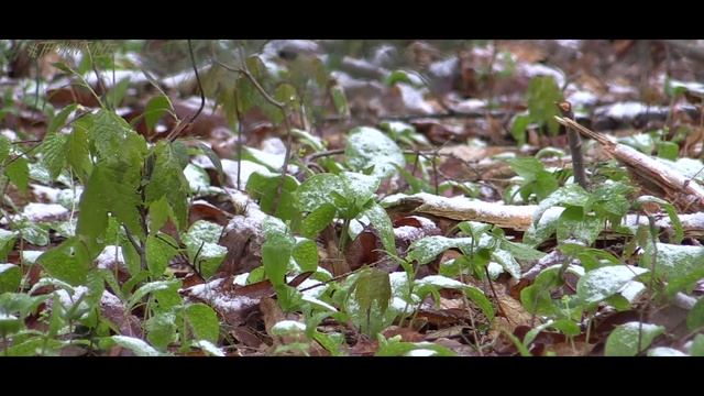 Spring Turkey in Cold & Snow | Wild Bout Huntin смотреть онлайн