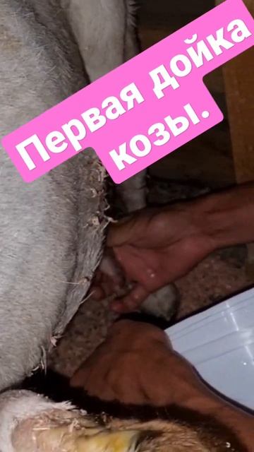 Первая дойка козы. Дала с одного соска 350 грамм молозиво. смотреть онлайн