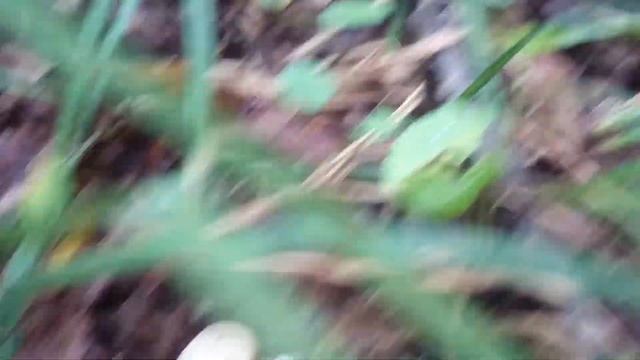 Найкращий спосіб збирання грибів смотреть онлайн