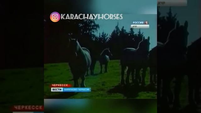 Рождённый в Карачае. Карачаевская порода лошадей смотреть онлайн