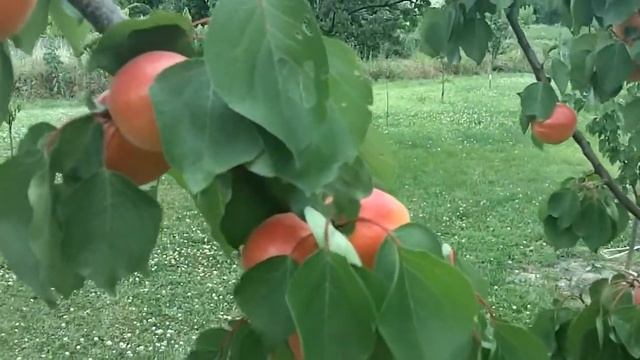 Magic cot kajszi смотреть онлайн