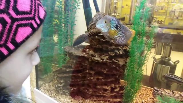 2019 12 05 рыбка любопытная смотреть онлайн