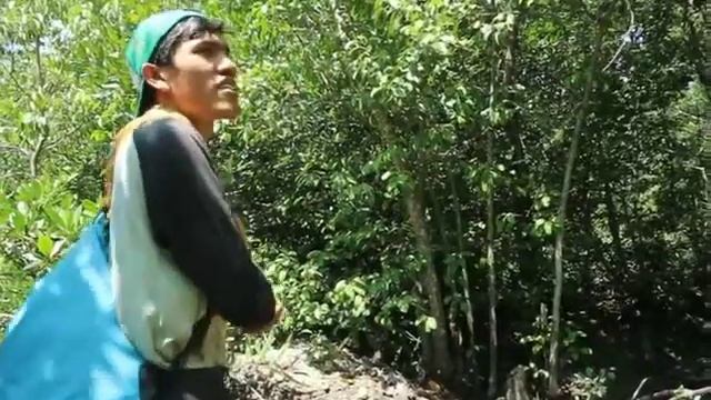 Ekspedisi Hutan Mangrove Percut - Ekosistem Trachypithecus cristatus смотреть онлайн