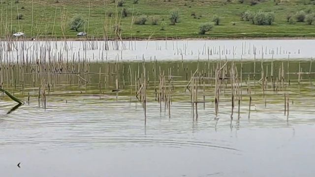 Pescuit la undita cu semolina(gris) Caras смотреть онлайн