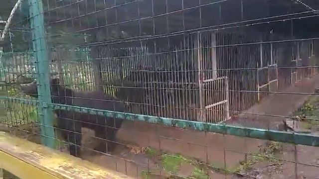 Центр реабилитации бурого медведя смотреть онлайн