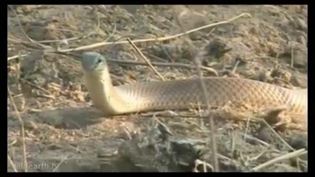 Rufus Beaked Snake смотреть онлайн