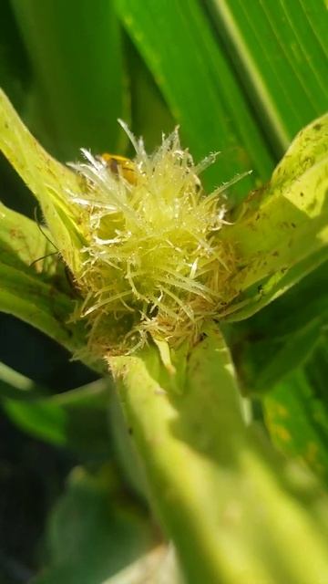 Rootworm Beetles Eating Corn Silk смотреть онлайн