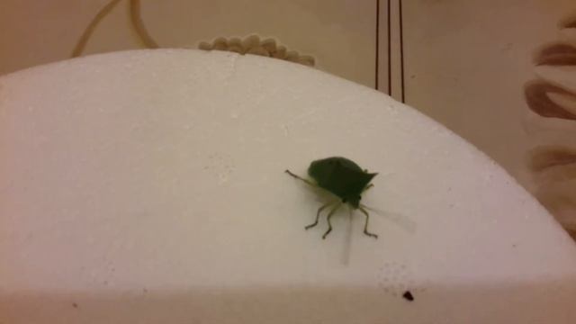 Chinche verde смотреть онлайн