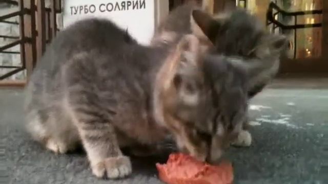 artomass: Meat grinder смотреть онлайн