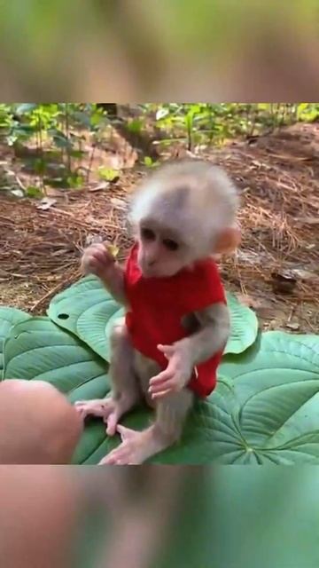 Как едят малышки обезьянки 🔥 How baby monkeys eat #Shorts смотреть онлайн