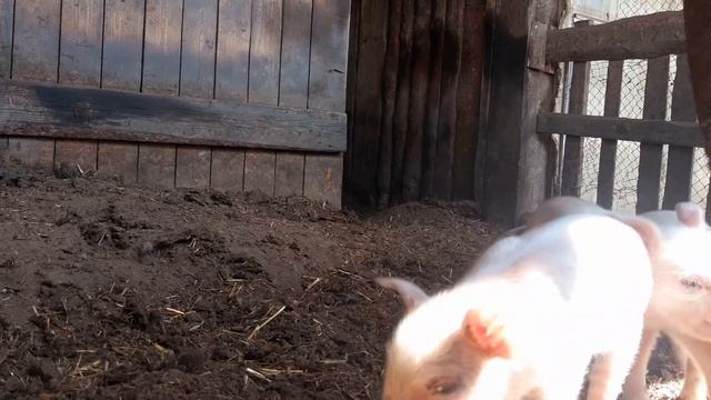 🐖«Молодой да ранний» «Хрюши от Ильюши - 2» 1 сезон, 6 серия.🐖 смотреть онлайн