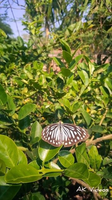 Beautiful Marbled White Butterfly 🦋 😲😍 #shorts смотреть онлайн