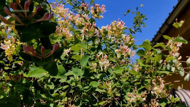 Gonepteryx rhamni female on Rhamnus frangula смотреть онлайн