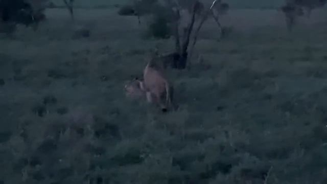 Почти Симба и Нала смотреть онлайн