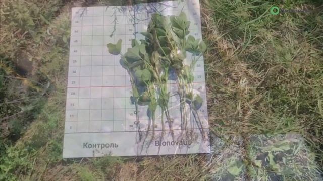 Репортаж с полей. Программа «Стимуляция и питание» на сое смотреть онлайн