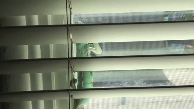Chameleon LARRY dances to LARCY's New Song смотреть онлайн