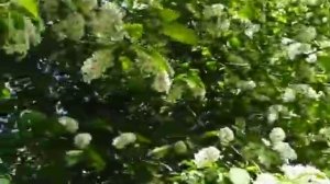 Марина Журавлёва - "Ах, черёмуха белая"