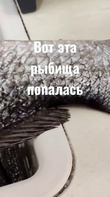 Вот так рыбина попалась!!Будет рыбный день! смотреть онлайн