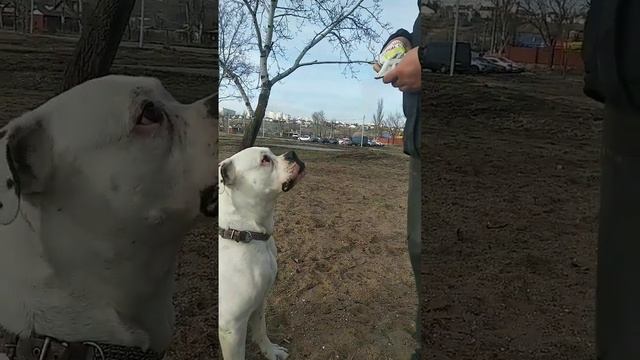 дегустация лакомства для дрессировки от https://youtube.com/RoyalCaninUkraine смотреть онлайн