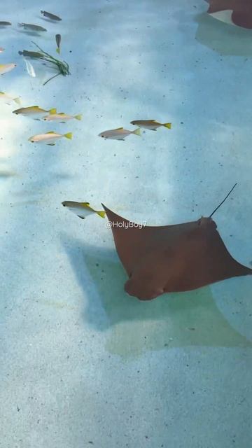 Swimming with Grace: Rare Flapnose Stingray Glides under a Sea of Fish. #stingray #fish #rare #swim смотреть онлайн
