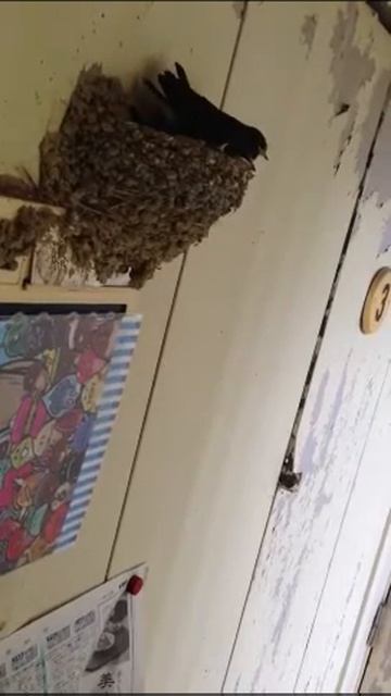 ツバメックス смотреть онлайн