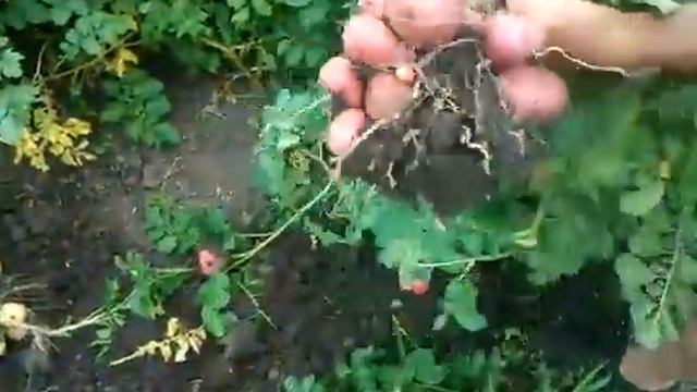 выращивание картофеля (часть 2) смотреть онлайн