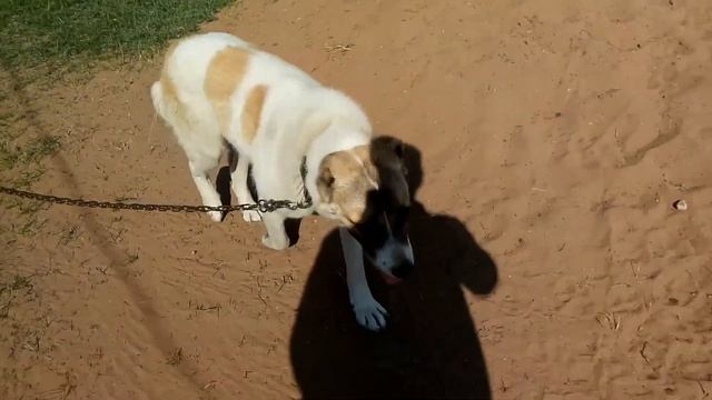 Лесси 12 мес. Глистогонил. смотреть онлайн