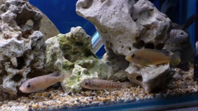 lab nkhali смотреть онлайн