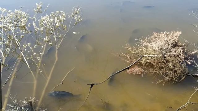 Fisherix (4) смотреть онлайн