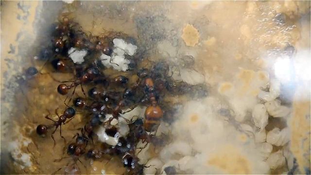 Manica rubida Nest смотреть онлайн