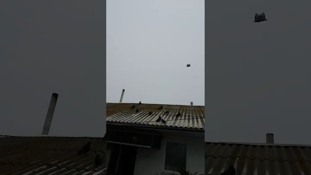 николаевские. голуби обояни горбатых. владимира смотреть онлайн