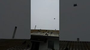 николаевские. голуби  обояни  горбатых. владимира