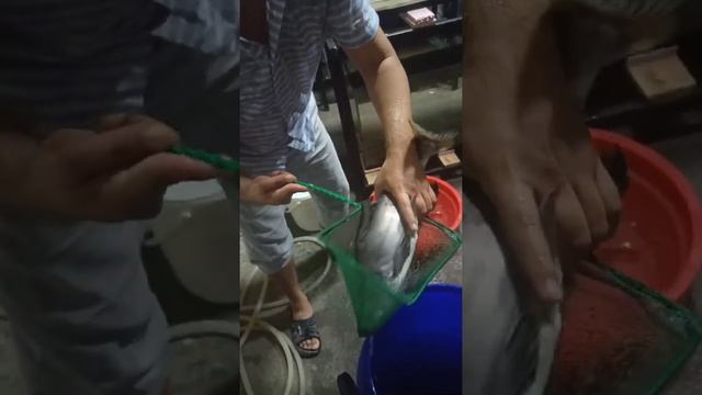 сиамский хищник акула огромный размер 😱🦈 смотреть онлайн