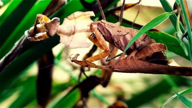 Deroplatys desiccata mating смотреть онлайн