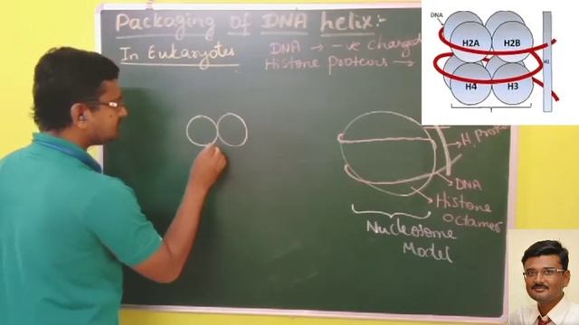 Packaging of DNA helix/Molecular basis of inheritance/class 12/BIOLOGY смотреть онлайн