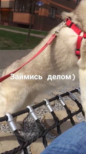 ничего не делай Сам ,если есть у тебя Зам !) #хаски #топ #love #husky #прикол #юмор #собака смотреть онлайн