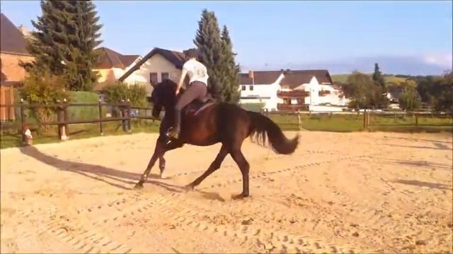 Charon x Casado Wallach geb.2008 1.74m смотреть онлайн