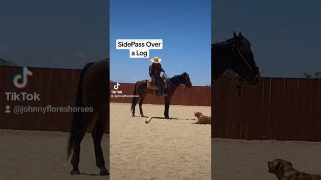 Sidepass Obstacle. #horsetraining #exca #bosal #sidepass #horsetraining #ranchriding #buckaroo смотреть онлайн