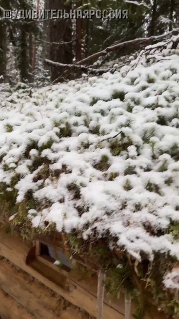 Скоро выйдет новое видео 😉 #shorts #строительство #укрытия #выживание #бушкрафт #тайга #карелия