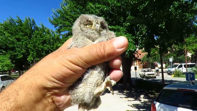Ćuk , Otus scops ,Scops Owl -- Birds of Croatia смотреть онлайн