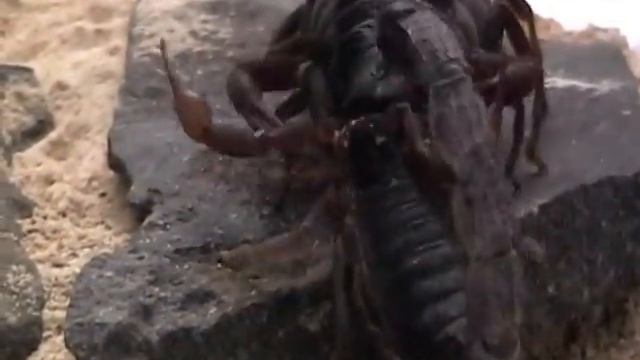 African Spitting Scorpion Breeding смотреть онлайн