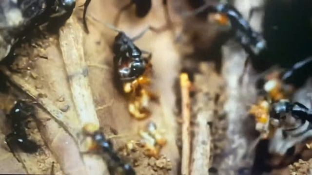 Matabele ants & termites смотреть онлайн