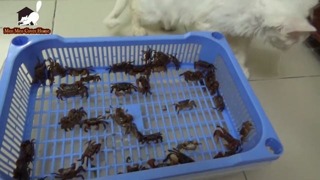 Funny Video Animals 2016 | My Cats Play With Crabs | Cats VS Crab Funny Animal смотреть онлайн