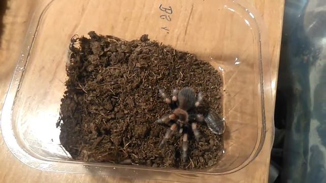 Brachypelma hamorii [krmení] смотреть онлайн