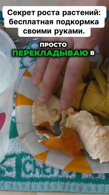 Бесплатная подкормка своими руками! #подкормка #комнатныерастения #цветы #флористика смотреть онлайн